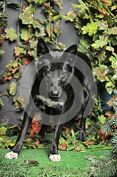 Black dog mestizo on a background of green