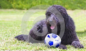 a black dog a mixture with a ball.