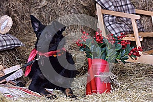 black dog mongrel amid hay with a bow on his neck and New Year's