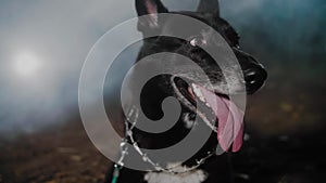 A black dog with multicolored eyes and a large tongue looks around against the background of an autumn night misty