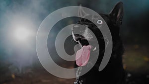 A black dog with multicolored eyes and a large tongue looks around against the background of an autumn night misty