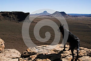 Black Dog on New Mexico Cliffs photo