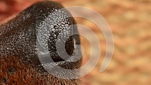 Black dog nose close-up. Macro video shooting