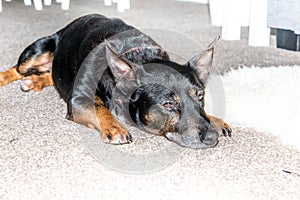 Black dog - old mixed breed rescue dog mongrel sleeping in living room on grey carpet - sad pet