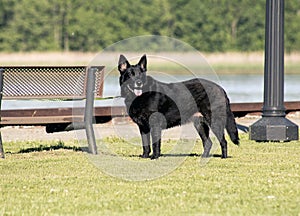 Black dog in park by bench by the hudson river
