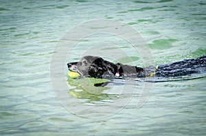 Black dog playing with a ball