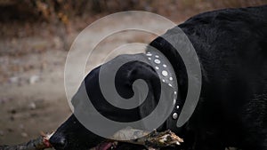 Black dog playing with a big stick from a tree. HD, 1920x1080, slow motion