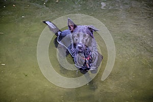 Black dog playing in a small lake in Catalonia