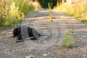 Black dog playing with a stick on the road in the park