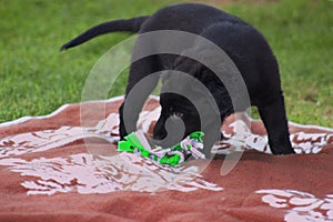 Black Dog playing with toy - Labrador hybrid and retriever.