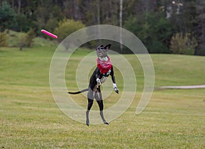 Black Dog is Playing. Try to Catch a Toy.