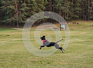 Black Dog is Playing. Try to Catch a Toy.