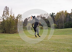 Black Dog is Playing. Try to Catch a Toy.