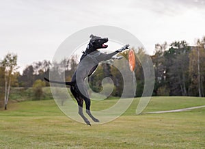 Black Dog is Playing. Try to Catch a Toy.