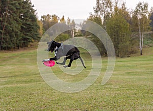 Black Dog is Playing. Try to Catch a Toy.