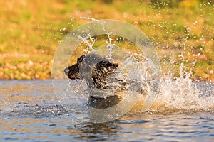 Black dog plays in a lake