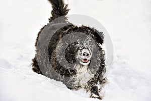 black dog plays in the snow. dog face covered in snow