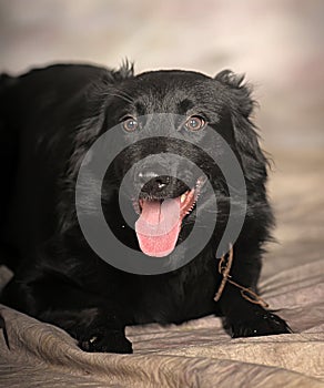 Black dog pooch