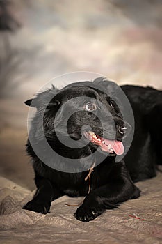 Black dog pooch