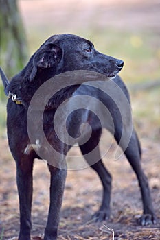 Black dog pooch at animal shelter