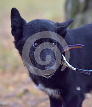 Black dog pooch at animal shelter