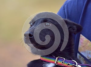 Black dog pooch at animal shelter