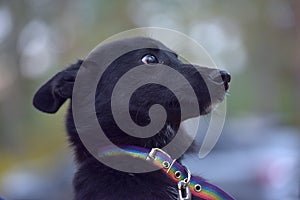 Black dog pooch at animal shelter