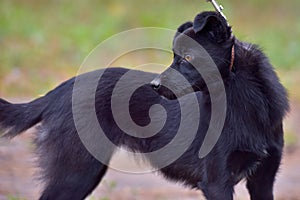 Black dog pooch at animal shelter