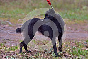 Black dog pooch at animal shelter