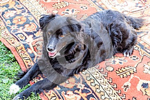 Black dog pooch on the carpet