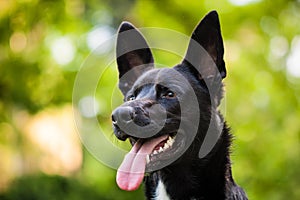 Black dog photo