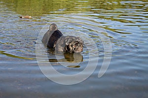 Black dog pug walks in the water, river. bathing in an open body of water.
