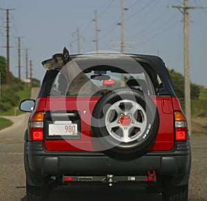 Black dog in red car