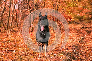 black dog in the red forest
