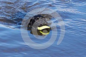 Black dog retrieving toy from water