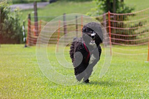 A black dog run into the final on a dog race at dog school