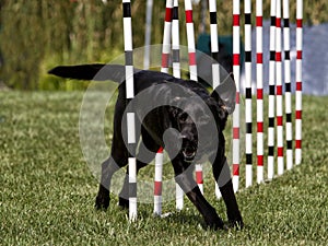 Black Dog Running Agility Weave Poles