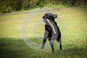 Black dog is running in autumn nature with stick.