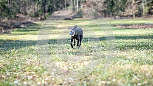 Black dog running with a ball