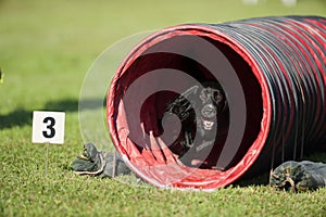 Black dog running out of the red tunnel on agility