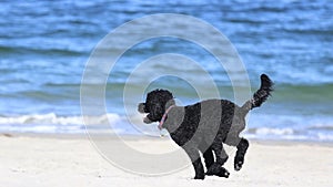 Negro el perro correr k Océano en el verano 