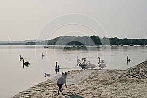 A black dog runs along the river and scares the swans. The hunting instinct of a domestic dog. Belgrade, Serbia, Zemun photo