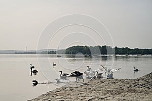 A black dog runs along the river and scares the swans. The hunting instinct of a domestic dog. Belgrade, Serbia, Zemun