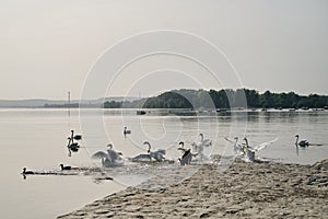 A black dog runs along the river and scares the swans. The hunting instinct of a domestic dog. Belgrade, Serbia, Zemun