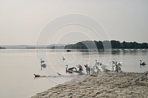A black dog runs along the river and scares the swans. The hunting instinct of a domestic dog. Belgrade, Serbia, Zemun