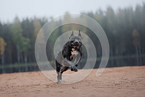 black dog runs on the sand. pit bull terrier on the beach. Athletic, healthy pet