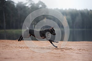 black dog runs on the sand. pit bull terrier on the beach. Athletic, healthy pet