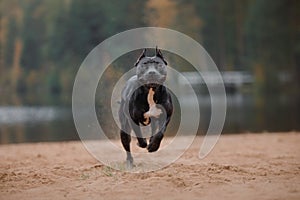 black dog runs on the sand. pit bull terrier on the beach. Athletic, healthy pet