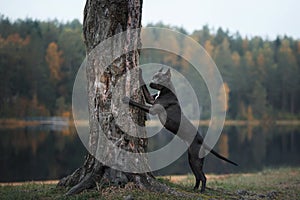 Black dog runs on the sand. pit bull terrier on the beach. Athletic, healthy pet