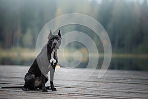 Black dog runs on the sand. pit bull terrier on the beach. Athletic, healthy pet